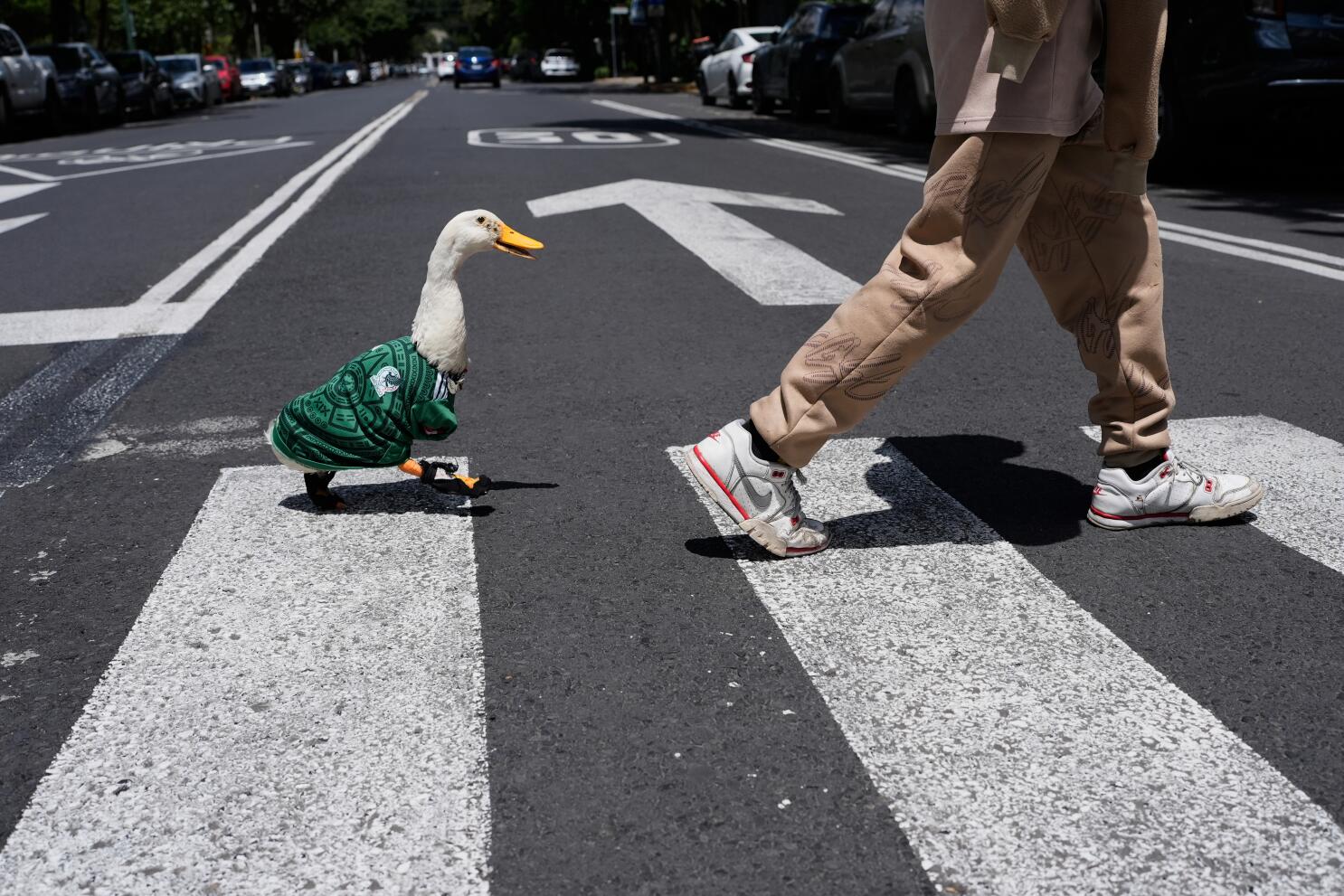 pato 01.jpg